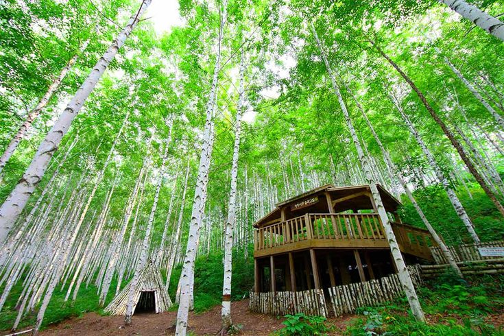 인제 자작나무숲 (인제)