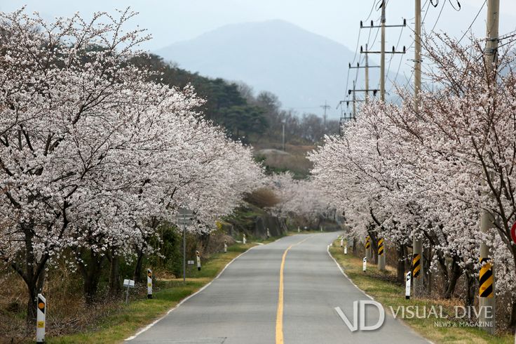 하동 화개장터 & 십리벚꽃길 (경남)