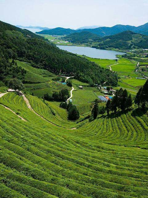 보성 녹차밭 대한다원 (전남)